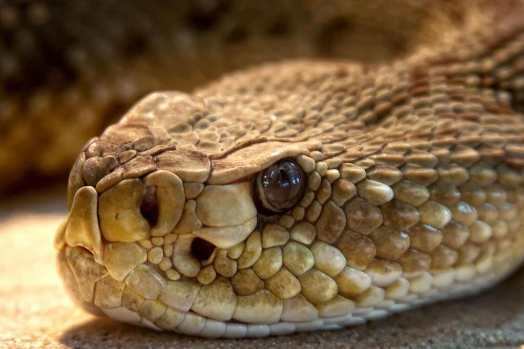 Alrededor del hombre de 49 años se encontraban serpientes venenosas y no venenosas. Foto: Web