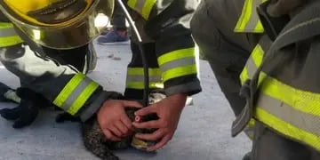 Bomberos voluntarios rescate animales