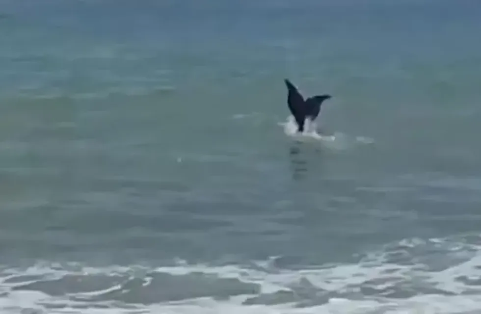 Grabaron a una joven practicando un deporte en las playas de Chubut y la confundieron con una sirena.