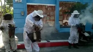 32 personas quedaron hospitalizadas tras el inesperado ataque de un enjambre de abejas en Uruguay