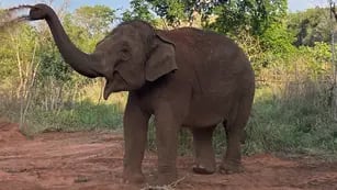 Fotos y videos: con mucho calor, pese a ser invierno, la elefanta Guillermina se volvió “noctámbula” en Brasil. Foto: Santuario Global de Elefantes
