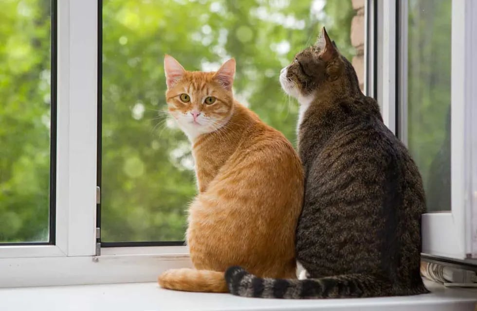 Un nuevo estudio revela dos diferentes gestos que tienen los gatos cuando sienten confianza y cariño.