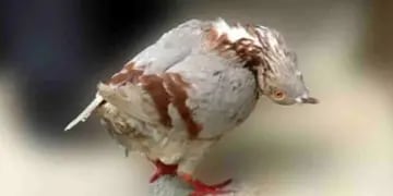 Una enfermedad que convierte a las palomas en “zombies” preocupa al Reino Unido