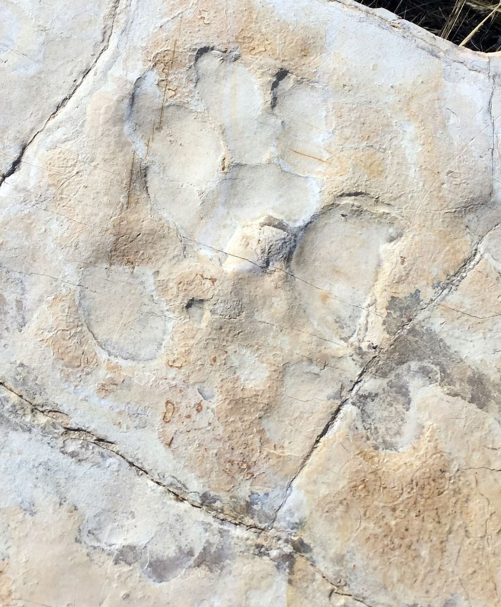 
Huella aislada de arcosaurio. Se aprecia su morfología característica con un dedo inclinado lateralmente. Largo de la huella, 30 cms.