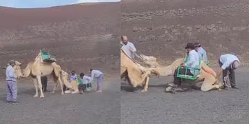 Maltrato a camellos en Lanzarote