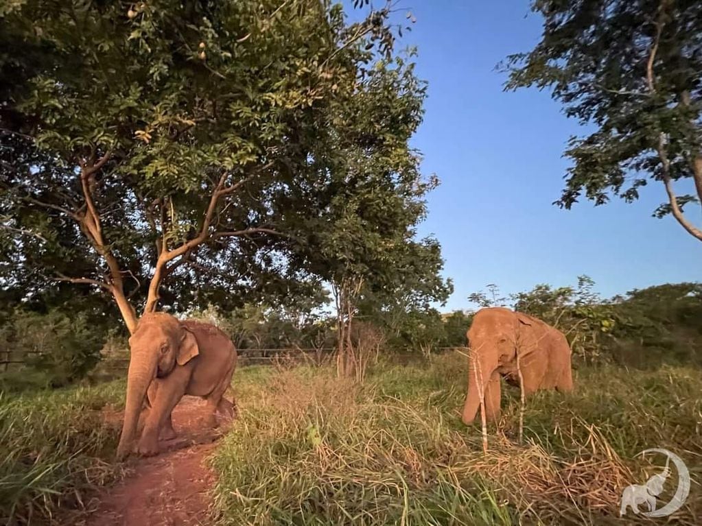 ¡Parecen otras! El notable cambio de Pocha y Guillermina, luego de un mes en el Santuario de Brasil. Foto: Facebook Global Sactuary for Elephants.