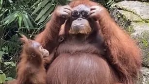 Una orangután se probó unos lentes de sol y se hizo viral en TikTok