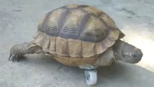 La tortuga Bianca conmueve con su prótesis improvisada en TikTok