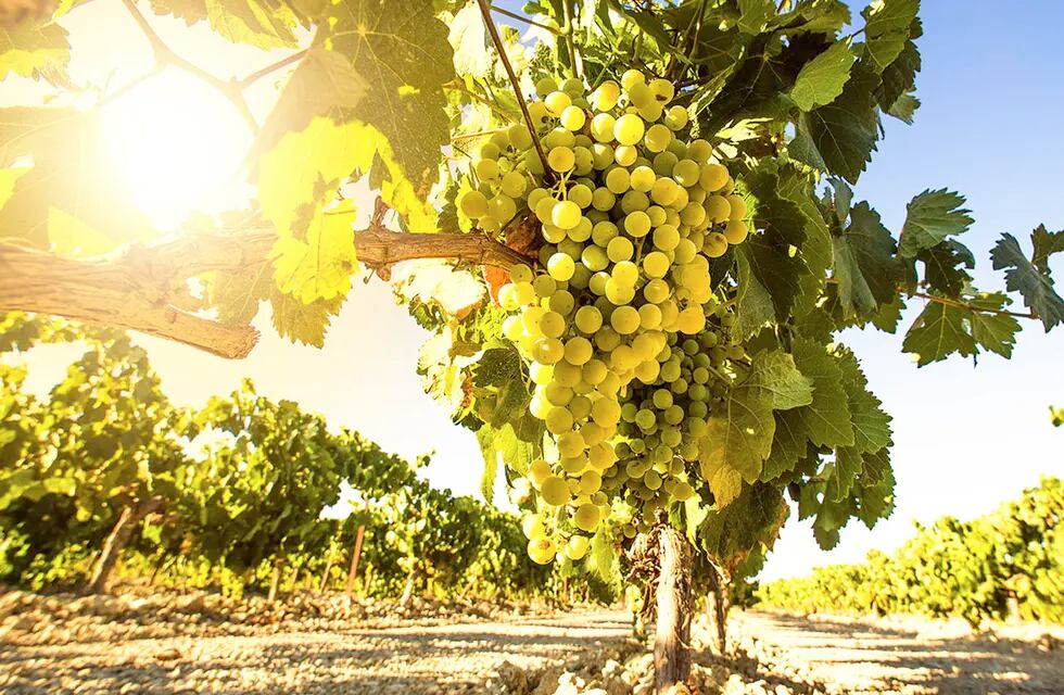 El varietal Chardonnay perdió varias hectáreas en los últimos años y hoy es difícil de conseguir.
