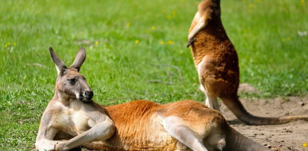 Australia es el hogar de alrededor de 60 millones de canguros. Pueden pesar hasta 90 kg y crecer hasta 2 m de altura.