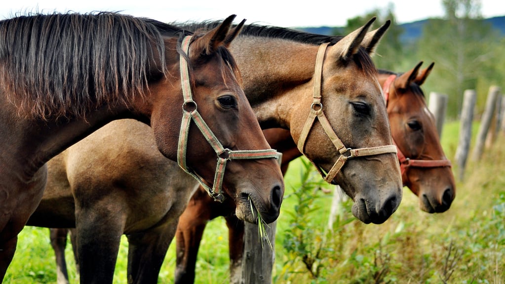 Hay que tomar precauciones ante un caso sospechoso o confirmado de EEO en caballos (Web)