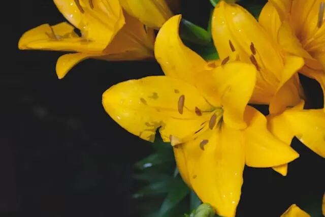 Flores amarillos