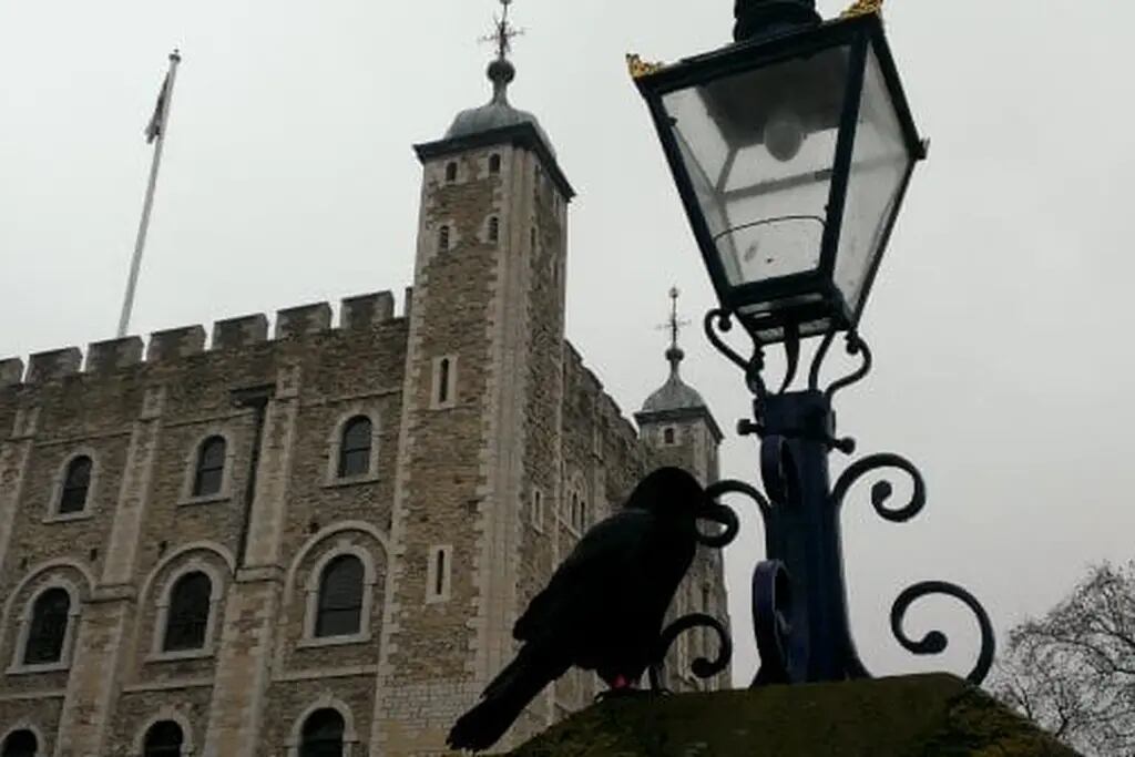 cuervos en la torre de londres