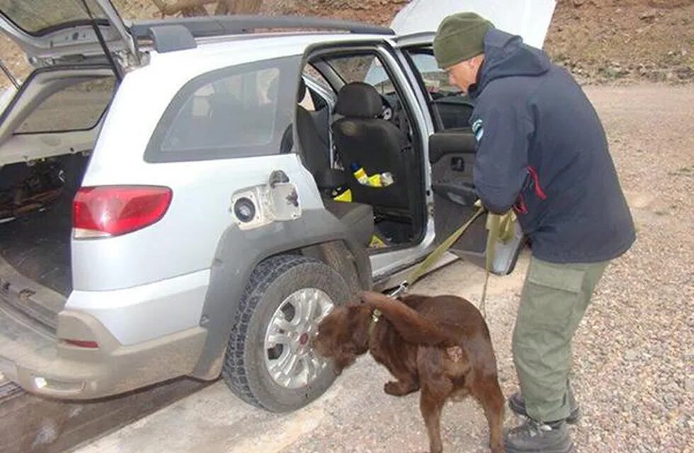 Perro antidrogas descubrió carga oculta de 76 kilos de marihuana con destino a Chile