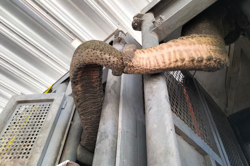 Fotos y videos: las elefantas Pocha y Guillermina llegaron a Corrientes y mañana cruzarían a Brasil. Foto: Twitter @GlobalElephants