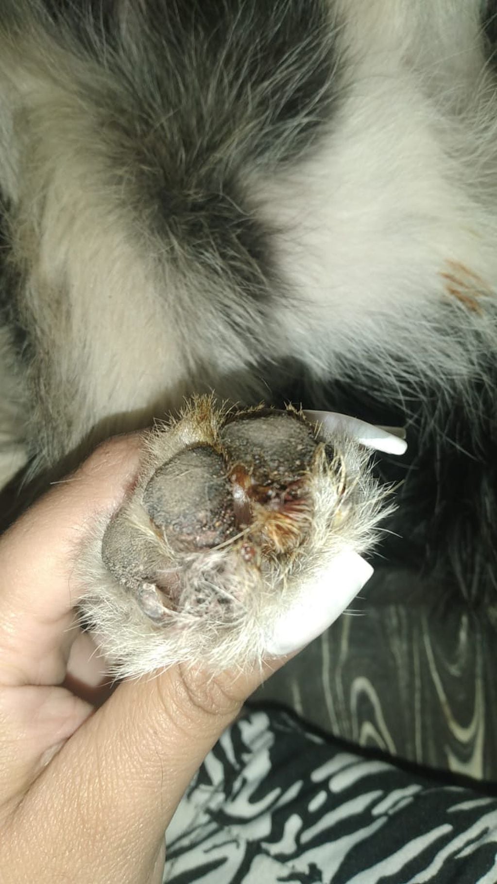 Se detectaron dos nuevos casos de mutilaciones a perros y ya son cinco los casos. Gentileza