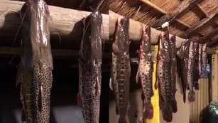 Video: surubíes pesca polémica