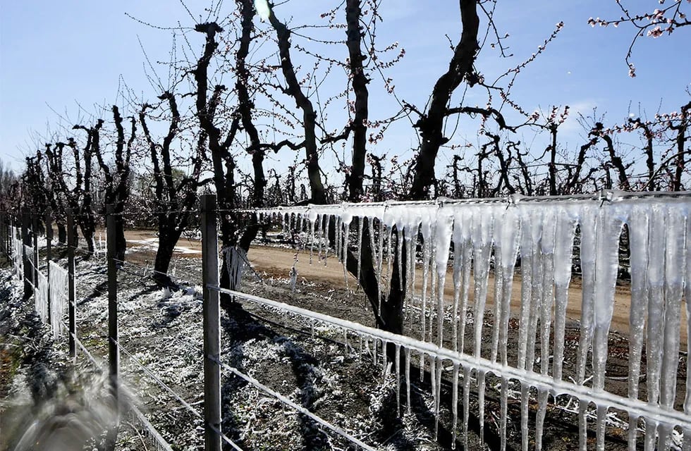 Las contingencias climáticas afectaron a miles de hectáreas y productores que aún esperan por la ayuda. Imagen: Claudio Gutiérrez / Los Andes