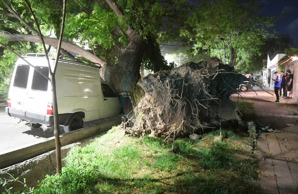 Zonda en Mendoza. Árbol caído en calle Beltrán y Chacabuco de Godoy Cruz. Foto: José Gutiérrez / Los Andes