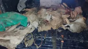 Casa ilegal en Tupungato: liebres castillas