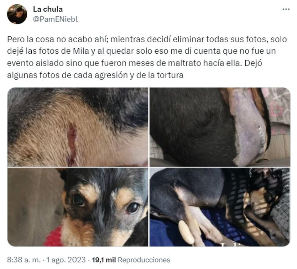 Maltrato animal en México - Twitter