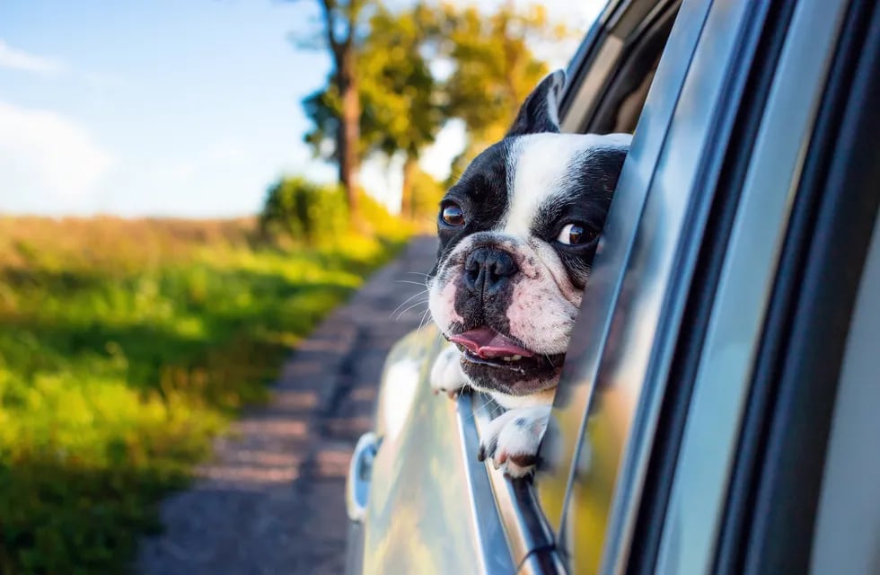 Mascotas: los perros mejoran los viajes