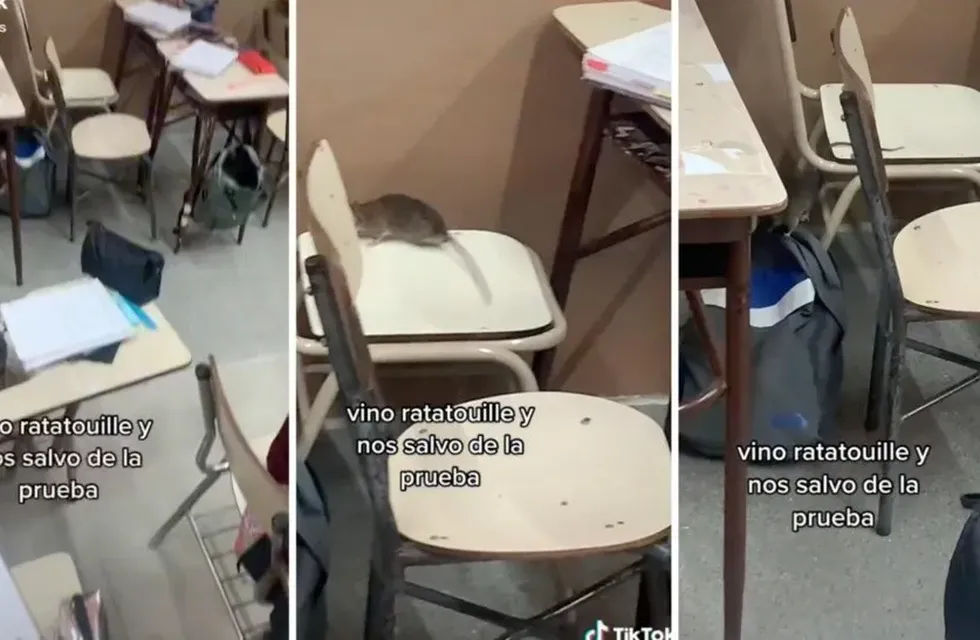 Una ratita entró al aula y los salvó de un examen a un grupo de alumnos. / Foto: Gentileza