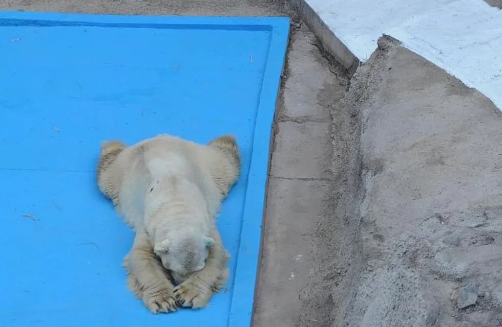 Para los diarios europeos el oso Arturo es el más triste del mundo