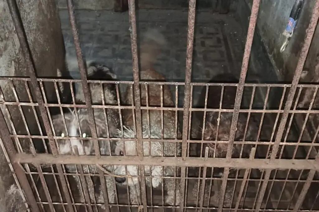 Condenan al dueño de un criadero a ocho meses de prisión en suspenso por hacer parir a perras forzadamente