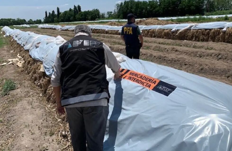 La AFIP incautó en Mendoza 162 toneladas de ajo que iban a ser exportadas a Brasil de modo fraudulento. Foto Gentileza