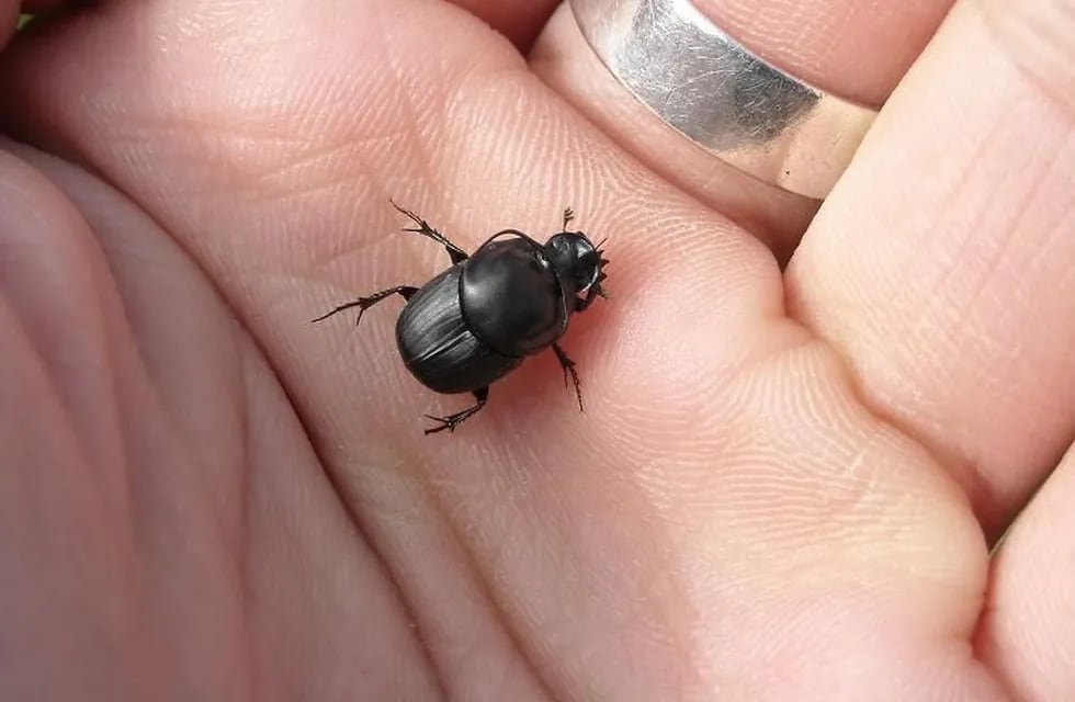 El escarabajo pelotero cornudo no mide más de 1 centímetro. (Web)