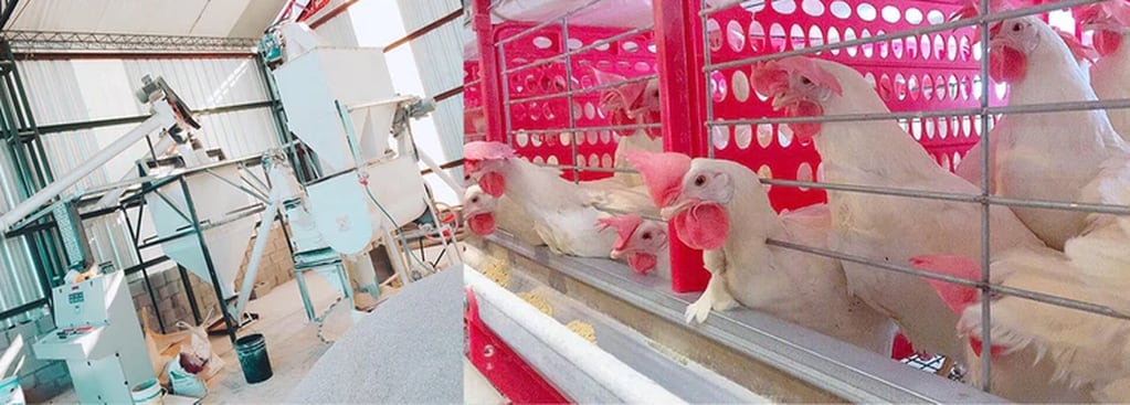 
Violeta se encarga de hacer de todo en su granja de gallinas ponedoras.  | Infobae
   