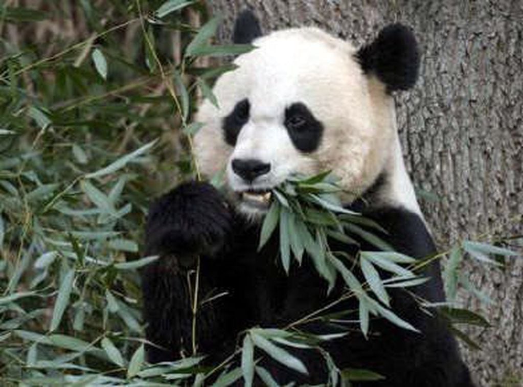 Es importante tener en cuenta que el bambú forma parte del 99% de su dieta, es probable que sin el mueran de hambre.