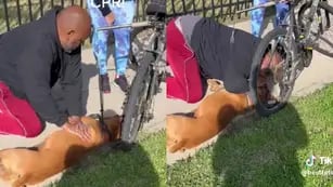 Emocionante video: un hombre le practicó RCP a un perro y lo salvó