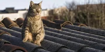 Gato en el tejado