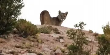 Avistaron a un puma en un área turística de Neuquén