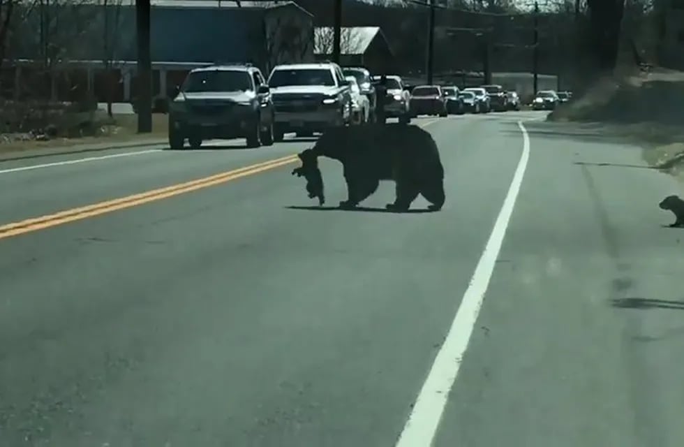 La mama oso intentaba cruzar a sus crías al otro lado pero uno de ellos la perseguía y no se quedaba quieto. Foto: Captura YouTube.