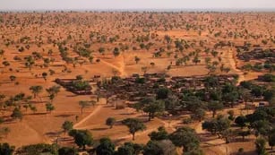 Descubrieron más de 1.800 millones de árboles en el desierto de Sahara