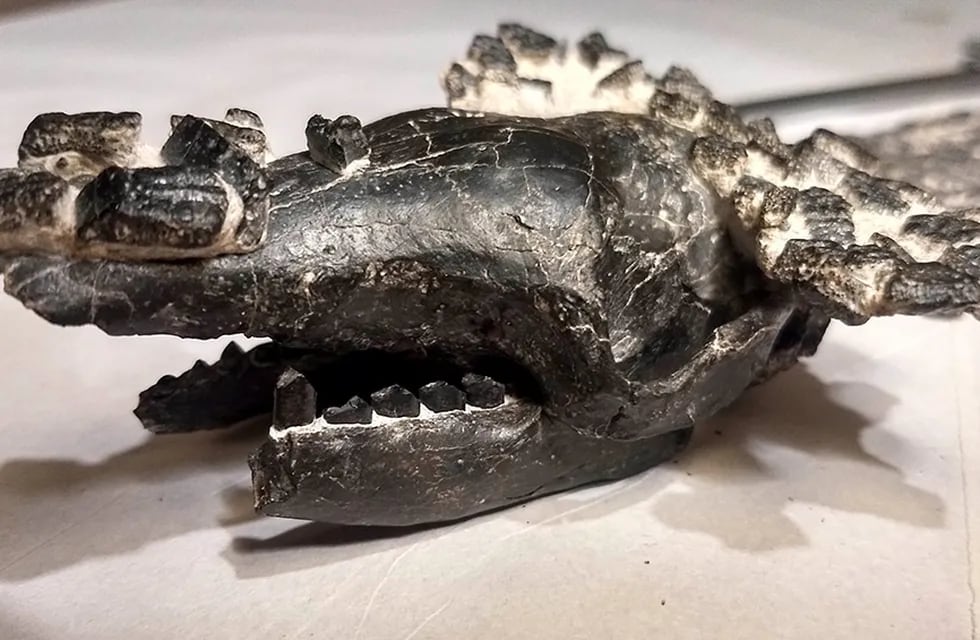 Los restos de un quirquincho prehistórico fueron hallados en San Pedro y presentados recientemente. Télam.