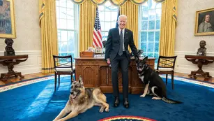 perros de Biden