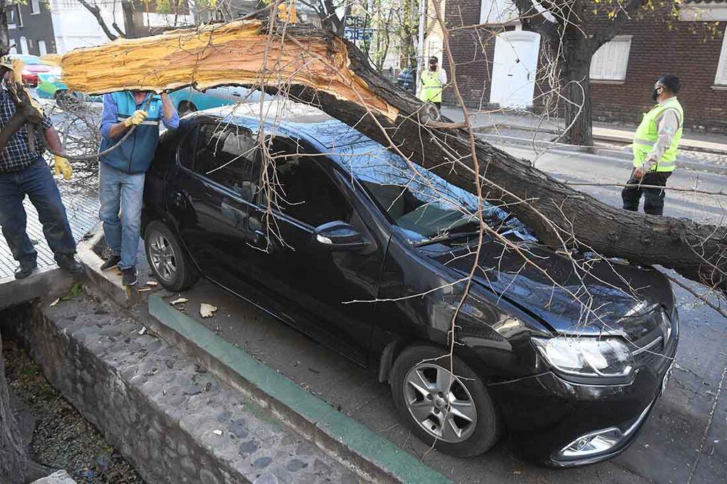 Un arbol cayó sobre un automovil en la esquina de San Lorenzo y Mitre de Ciudad, por las fuertes ráfagas de viento zonda