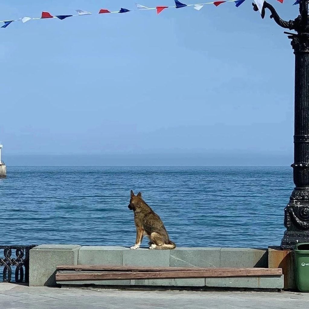 Se trata de Mukhtar, un perro oriundo de Yalta, Crimea. Foto: X / @Aliosky72982660