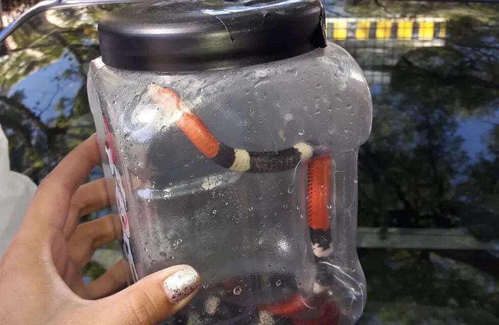Serpiente coral. Fue hallada en una escuela en la ciudad de Córdoba. (Prensa Policía)