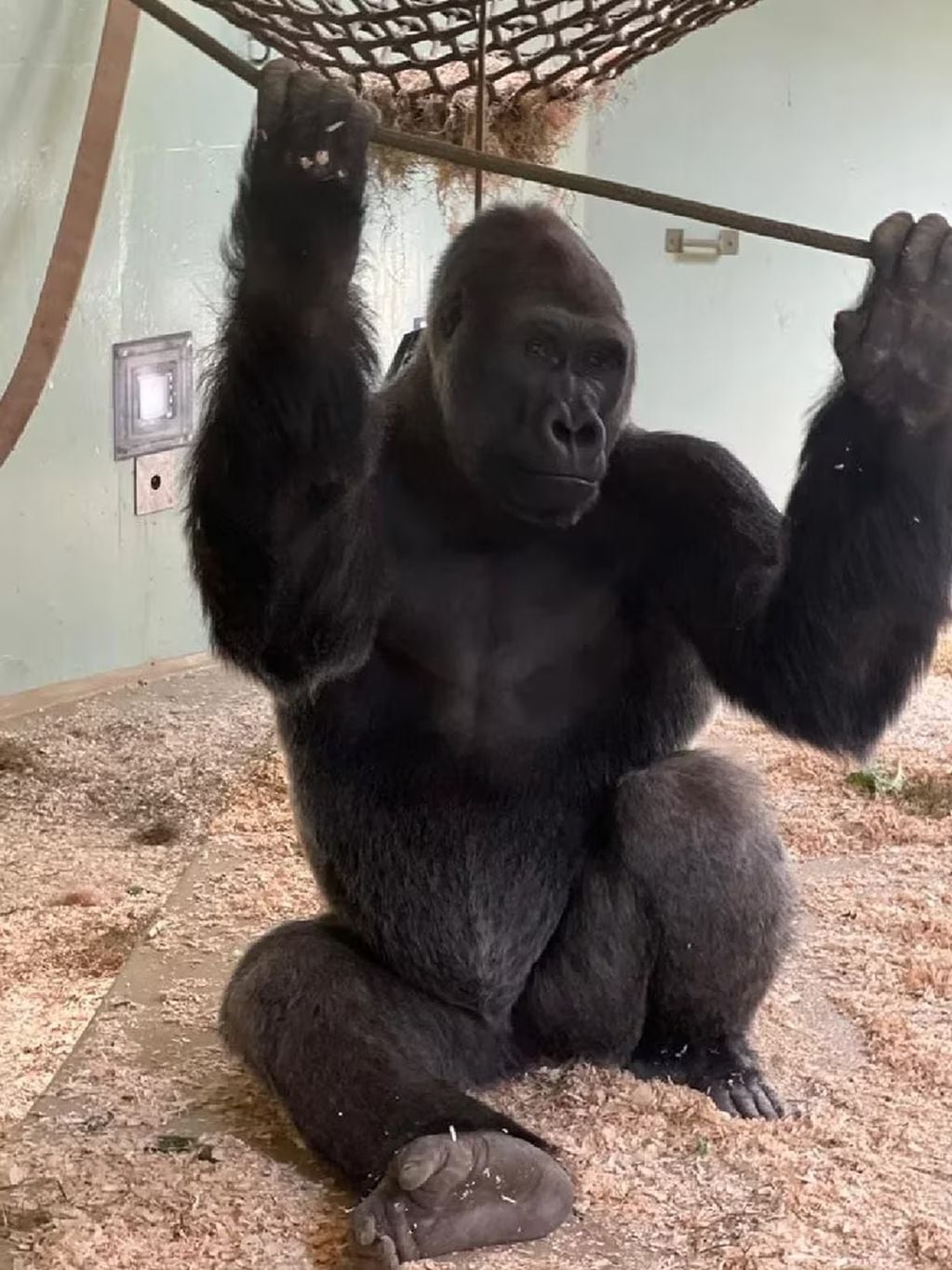 Nassir tiene 13 años y convive en una jaula que simula su hábitat natural junto a otros gorilas. Foto: Facebook Zoológico de Toronto