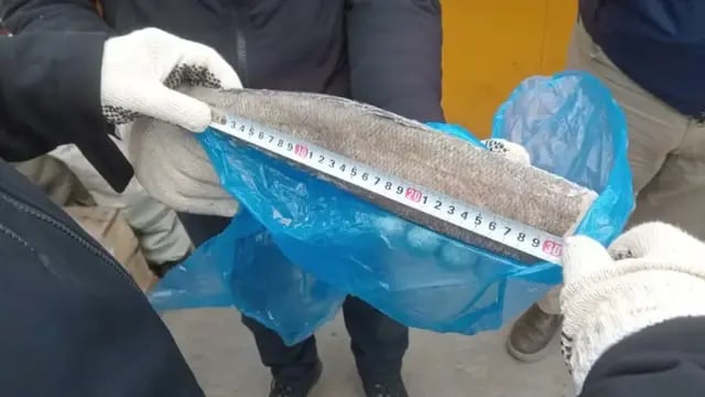 Pesca ilegal: decomisaron la carga del buque chino y descubrieron una falta ecológica que pondría en peligro a la especie
