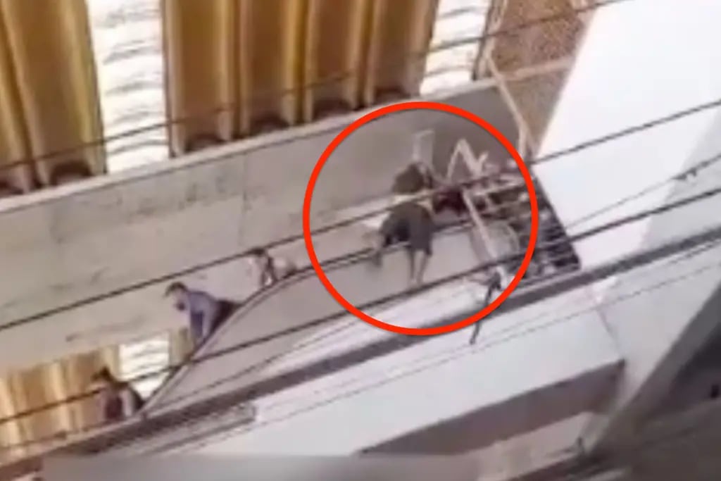 Video: tragedia en un shopping  de Brasil, muere un jubilado tras caer de la cima de las escaleras mecánicas