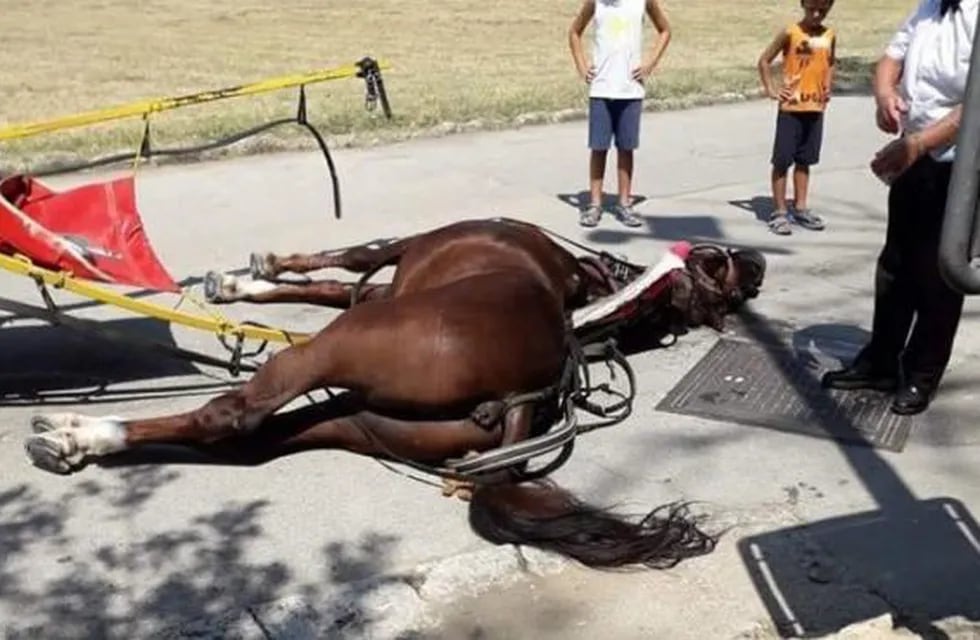 Un caballo que llevaba turistas se desvaneció y murió en el lugar.