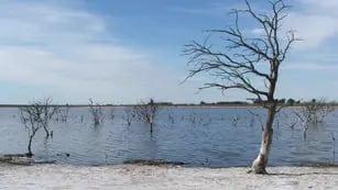 l cambio climático podría afectar el ciclo de vida de animales acuáticos en lagunas pampeanas
