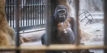 Activistas exigen la liberación de Bua Noi, el gorila más solitario del mundo