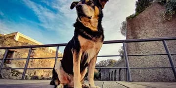 Murió Argo, el último perro callejero de la Pompeya